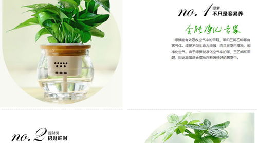 漢陽花卉 以專業(yè)勞務(wù)服務(wù)打造武漢市美化家園新標桿